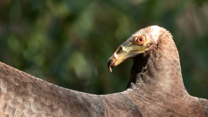 Le regard d'un oiseau Urubu à tête jaune