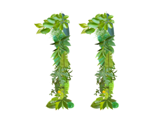 The shape of the number 11 is made of various kinds of leaves isolated on transparent background. suitable for birthday, anniversary and memorial day templates