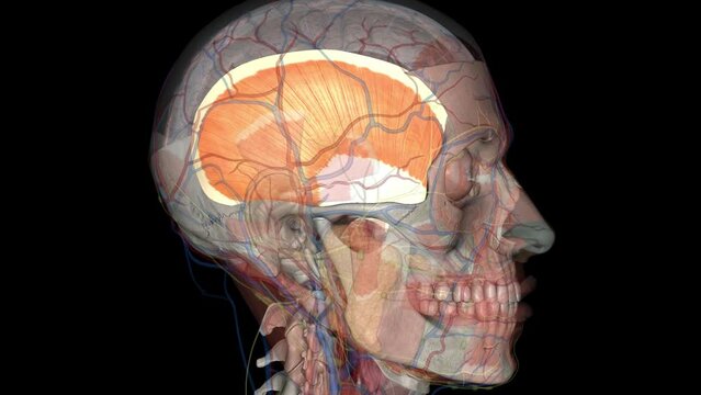 Temporalis Bilder Durchsuchen 1,979 Archivfotos, und