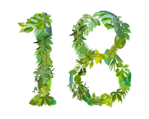 The shape of the number 18 is made of various kinds of leaves isolated on transparent background. suitable for birthday, anniversary and memorial day templates