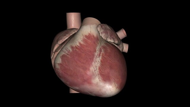 The heart is a muscular organ in most animals. This organ pumps blood through the blood vessels of the circulatory system.