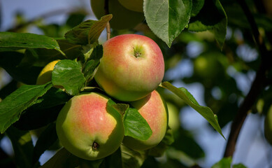 harvest of apples on the tree. Selective focus.