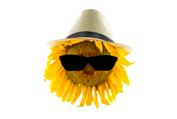 Blooming yellow sunflower in a hat and black glasses (close-up) on a transparent background. The concept of agriculture, farm and vegetable oil production