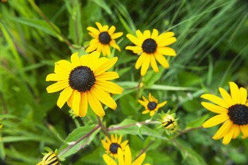 Black Eyed Susan