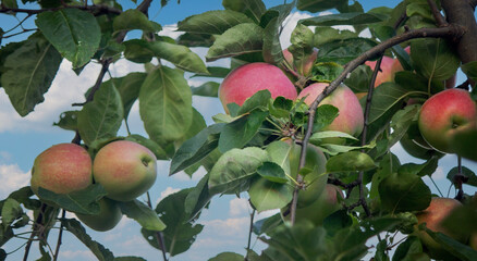 harvest of apples on the tree. Selective focus.
