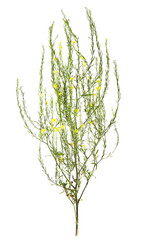 Hypericum gentianoides isolated on a white background