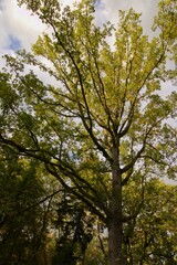 Obraz premium herbst autumn otoño 秋天 осень 