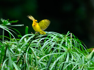 Taveta Golden-Weaver with open wings on dark green background