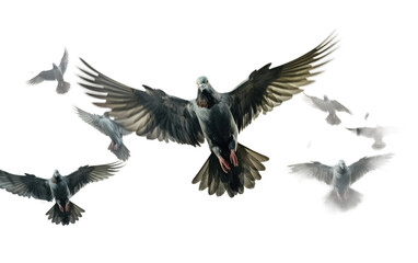 Obraz premium Flying Pigeons Wings of Freedom on a Clear Surface or PNG Transparent Background.