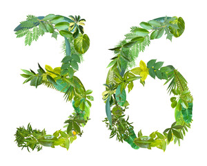 The shape of the number 36 is made of various kinds of leaves isolated on transparent background....