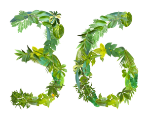 The shape of the number 36 is made of various kinds of leaves isolated on transparent background. suitable for birthday, anniversary and memorial day templates