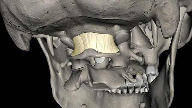 Posterior atlantooccipital membrane 3d medical