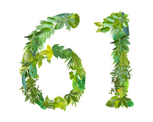 The shape of the number 61 is made of various kinds of leaves isolated on transparent background. suitable for birthday, anniversary and memorial day templates