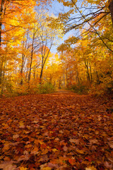 autumn in the forest