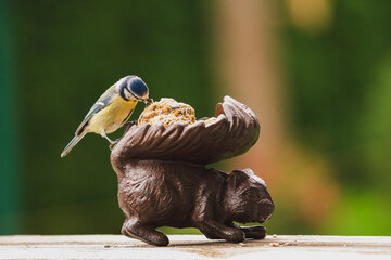a bluetit, cyanistes caeruleus,  perched on the bird feeder and pecking seeds at a sunny autumn day