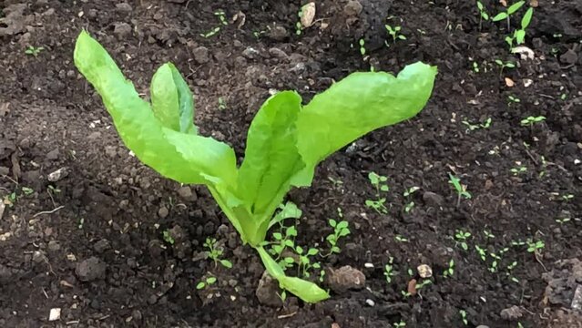 salad cultivation in a greenhouse in autumn, Sugar Loaf salad and Escarole endive 
closeup with camera drive and zoom out