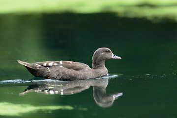 a closeup of an african black duck on a pond with a blurry background 