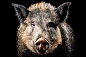 Portrait of a wild boar, isolated on black background.
