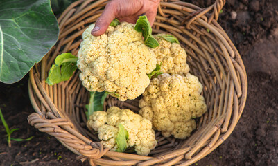 Cauliflower harvest in the garden. Selective focus.