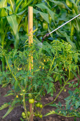 Spraying tomatoes in the garden. Selective focus.