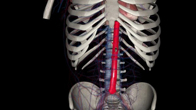 the abdominal aorta is the largest artery in the abdominal cavity .