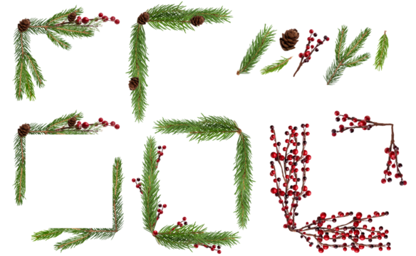 Frame fir branch, with branches of red berries holly, isolated png transparent. green spruce branch,  fir tree branch. Christmas frame 
