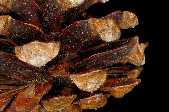 Mountain Pine (Pinus mugo). Mature Seed Cone Detail Closeup