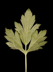 Creeping Buttercup (Ranunculus repens). Leaf Closeup