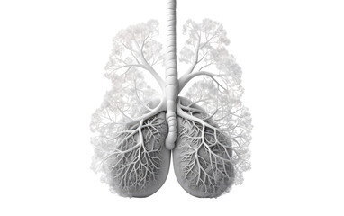 Human Lungs Vital Organs Revealed in Close Examination on a Clear Surface or PNG Transparent Background.