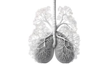 Human Lungs Vital Organs Revealed in Close Examination on a Clear Surface or PNG Transparent Background.