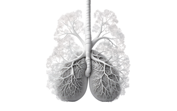 Human Lungs Vital Organs Revealed in Close Examination on a Clear Surface or PNG Transparent Background.