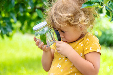 A child studies a beetle in a jar with a magnifying glass. Selective focus. © yanadjan