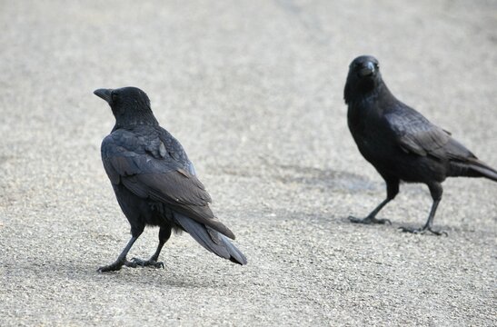 two crows on the road