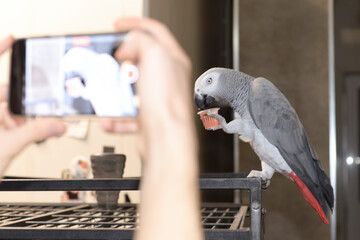 a man takes a phone picture of a large African gray parrot sitting on top of a cage and holding a...