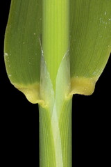 Reed Canary Grass (Phalaris arundinacea). Culm and Leaf Sheath Closeup
