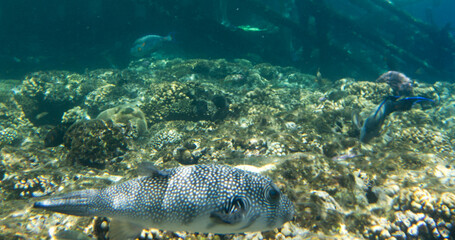 Photo of white spotted puffer fish