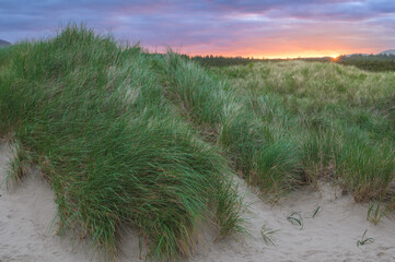 Sand Dune Grass Sunrise
