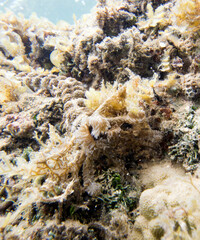 Close up portrait of snake sea cucumber