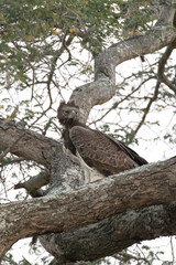A photo of martial eagle