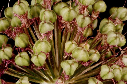 Ornamental Onion (Allium aflatunense). Infructescence Detail Closeup