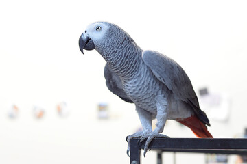 Large gray African parrot sitting outside on a cage enjoying freedom against white background
