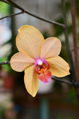 Bright orange peach phalaenopsis orchid