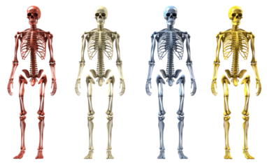 Body Bones Anatomical Marvel in Close Examination on a Clear Surface or PNG Transparent Background.