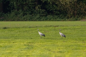two common cranes on a meadow in lower saxony