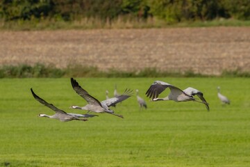 common cranes flying over the field