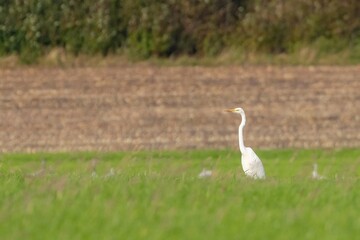great white egret in the field