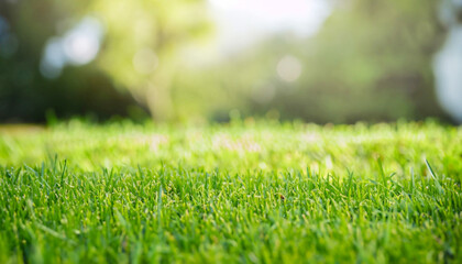 Naklejka premium Fresh green grass. Lawn background in sunny summer day.