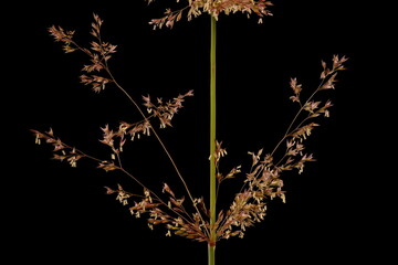 Black Bent (Agrostis gigantea). Lower Inflorescence Node Closeup