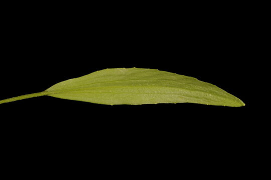 Lesser Spearwort (Ranunculus flammula). Basal Leaf Closeup