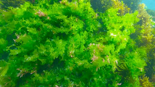 Green algae Ulva lactuca, the sea lettuce, with few harpoon weed seaweed underwater in the Atlantic ocean, natural scene, Spain, Galicia